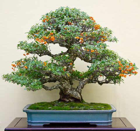 Pyracantha bonsai tree berries