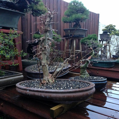 Elevating bonsai pots in the rain