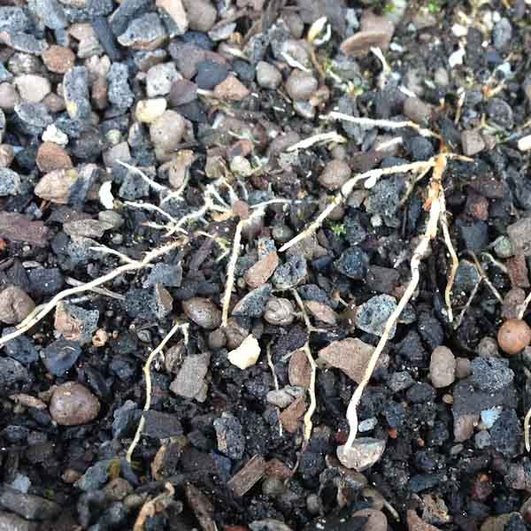 Root hairs elm bonsai tree