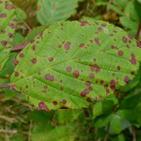 Rust on bonsai leaves