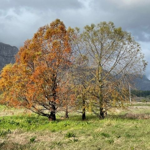 older swamp cypress