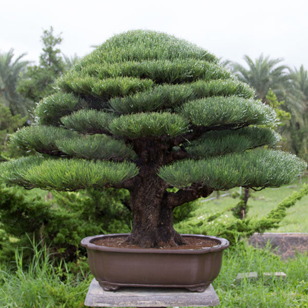 Beefwood bonsai trees