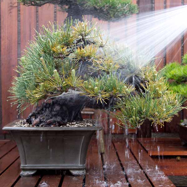 watering a japanese black pine