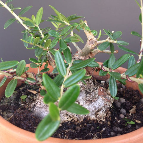 Further development on a collected olive bonsai