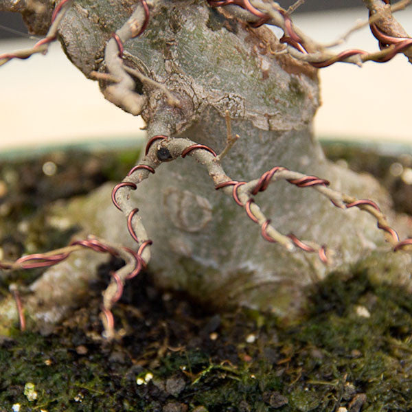 Bonsai Raffia - Wiring Aid For Branch Protection