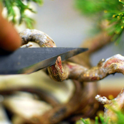 205mm Bonsai Tree branch cutter straight edge - Pure Bonsai