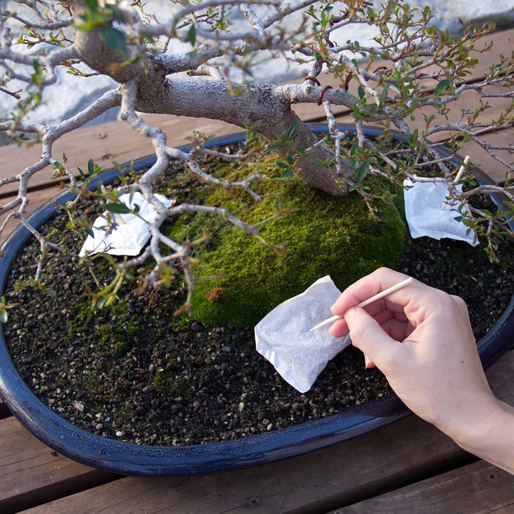 Bón phân cho cây Bonsai và 7 điều cần lưu ý