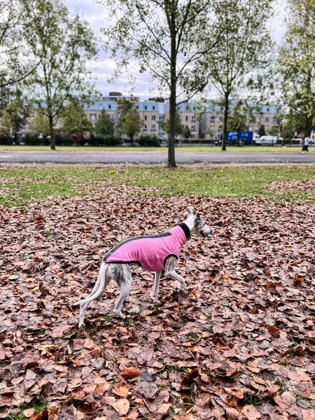 Kai the whippet wearing a Night & Rain Repellent Jumper and walking in the autumn leaves