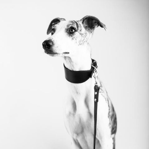 Whippet Kai Wearing Dogsnug Bridle Leather Dog Collar and Lead