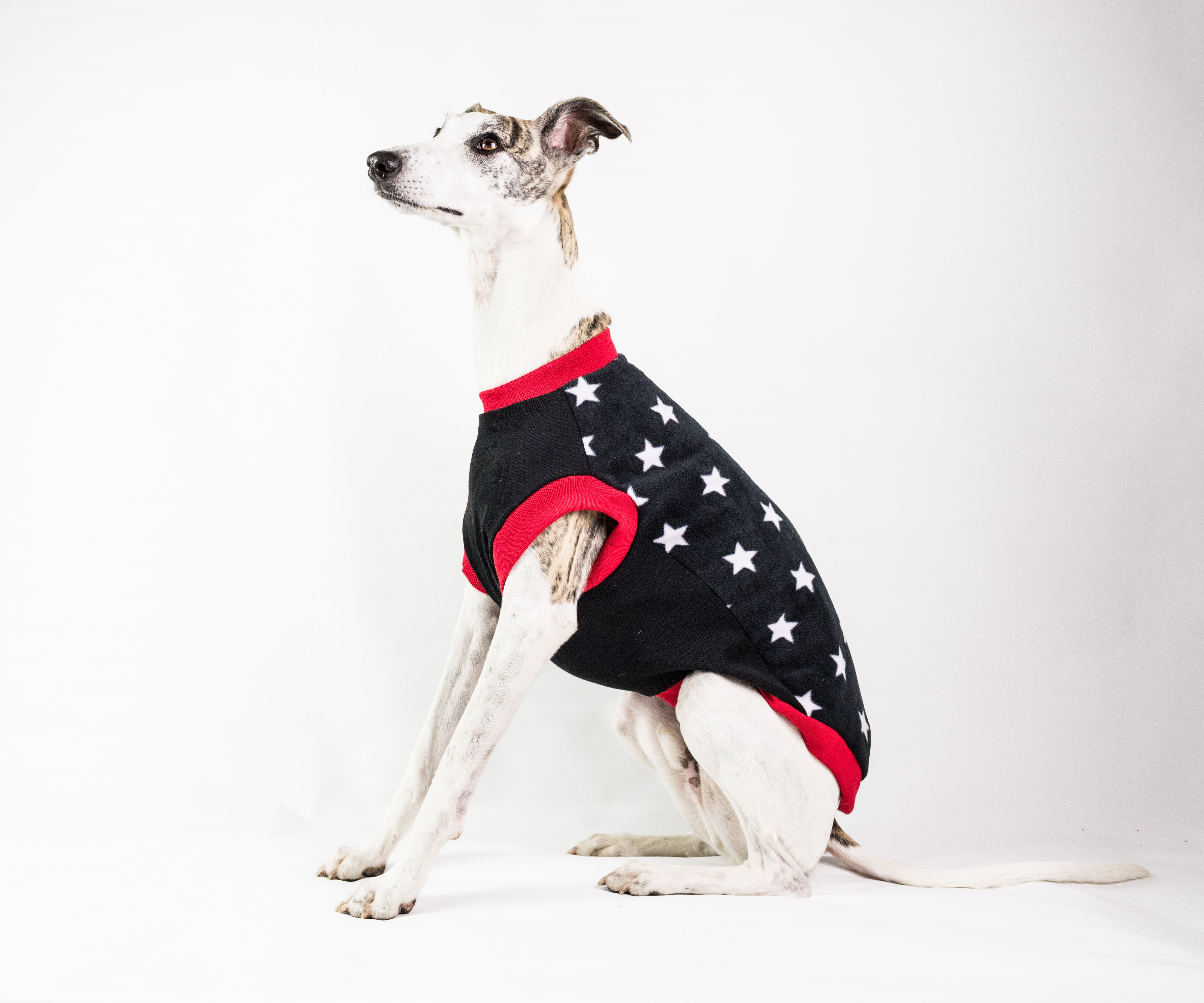 whippet puppy jumper