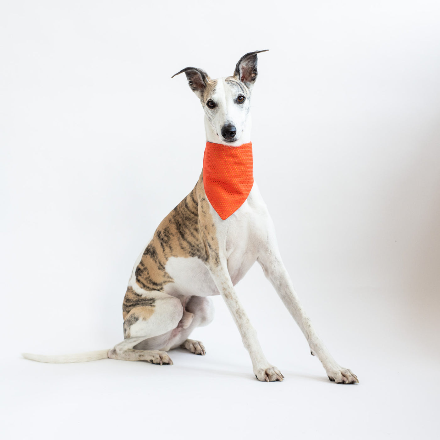 how to make a cooling bandana for dogs