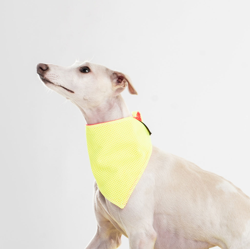 Dogsnug Dog Cooling Bandana for Summer by Dogsnug