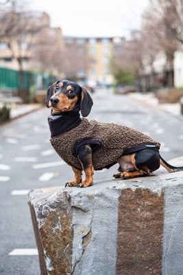 Sausage dog shop jumper