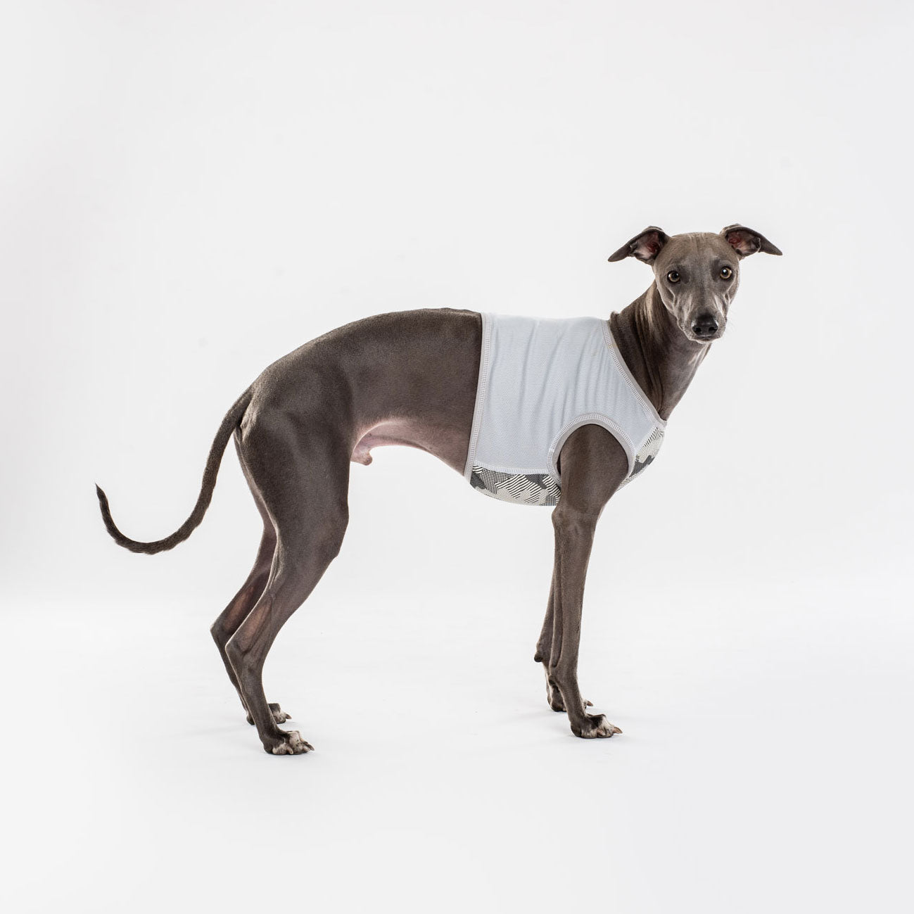 whippet cooling vest