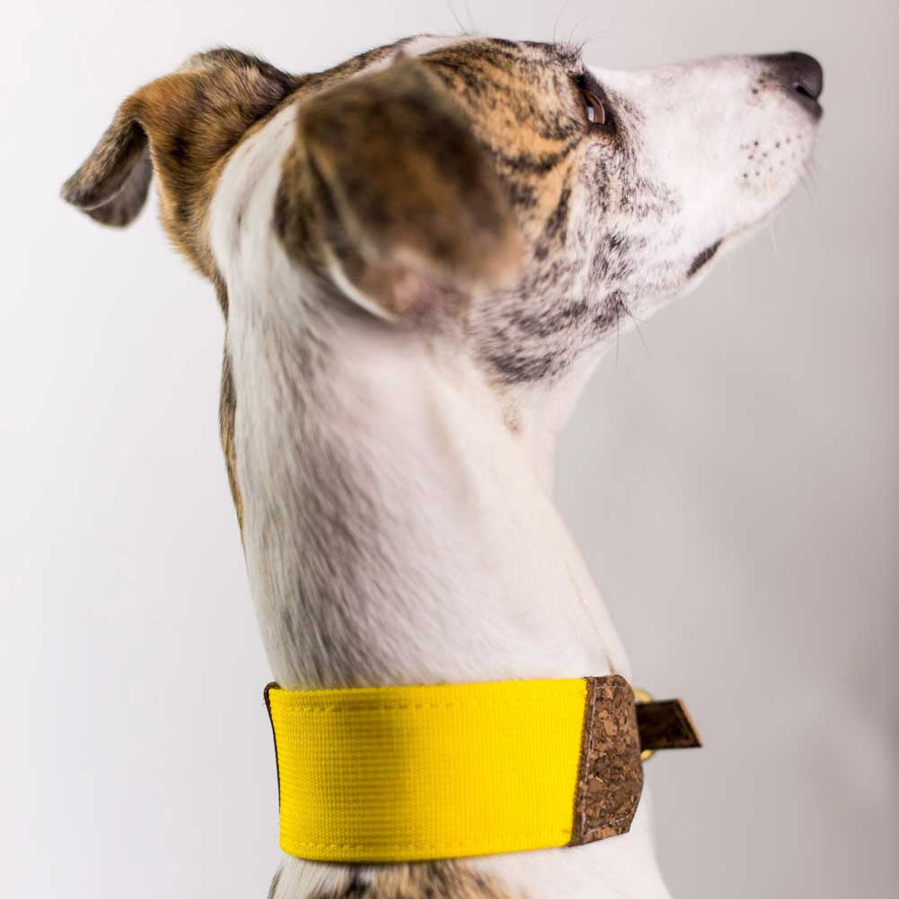 sunshine dog collar