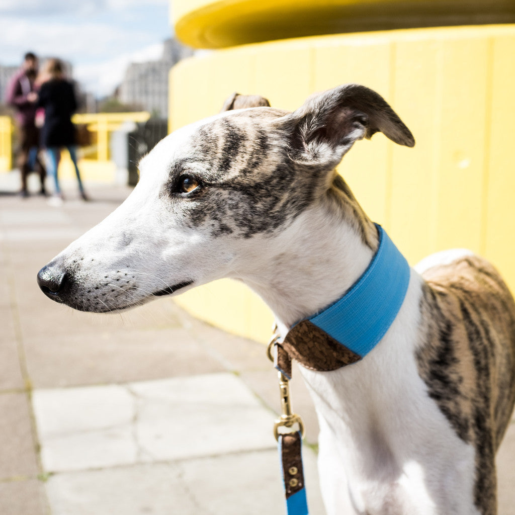 sunshine dog collar