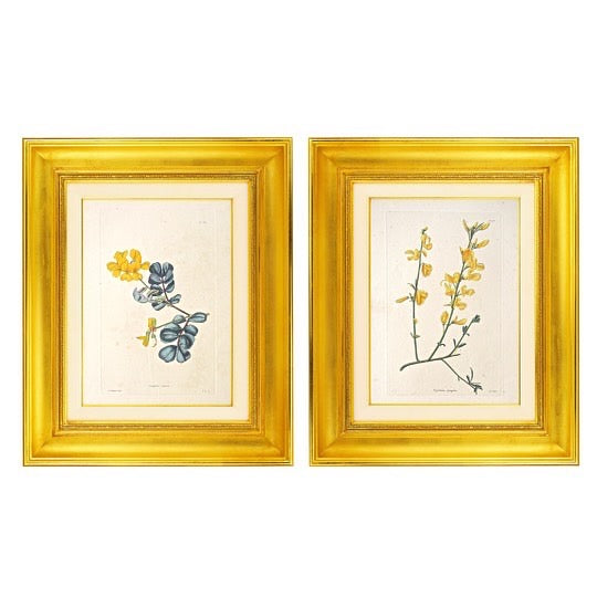 Botanical prints from the Botanical Cabinet from 1823 for sale by Victoria Cooper Antique Prints, yellow and blue flowers, traditional French provincial style