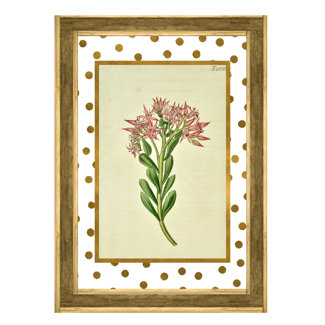 Pretty little pink botanical print for sale by Victoria Cooper Antique Prints