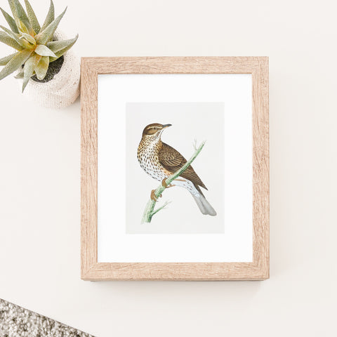 Bird, birds, bird prints, ornithology, natural history, home decor, room reno, interior decor, interior design, wooden frame, bird art, wall art, wall decor, home decor, calming, neutral decor,