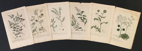 Beautiful, large, botanical, prints, set, set of six, large sets, gallery wall, botanicals, classic, traditional, simple, clean, whimsical, decor, artwork, Victoria Cooper Antique Prints