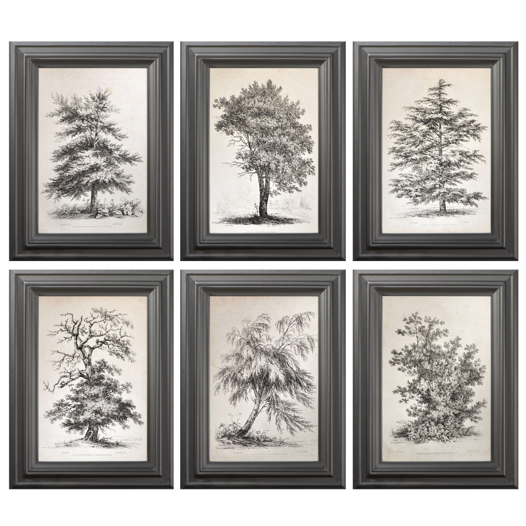 Trees, traditional, monochrome, black and white, prints, home decor, tree prints, interior decorating, inspiration, ideas, sets, for sale, artwork, wall art,