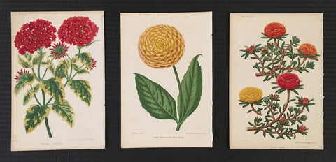 Set of three, botanical prints, yellow, red, orange, green, pretty, rounded, classic, timeless, home decor, wall decor, powder room, bathroom, guest room, hallway, art, artwork, decor, design, interior decor, ideas,