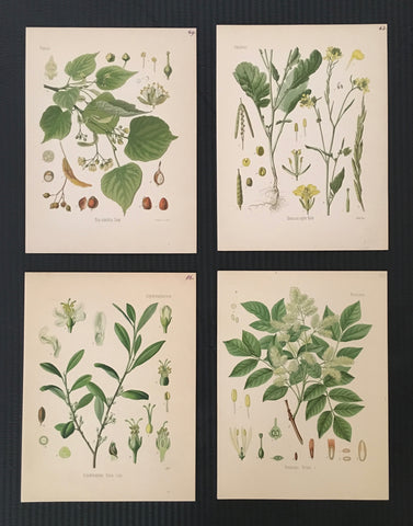 Botanicals, botanical prints, green botanicals, greens, plants, flowers, art, decor, artwork, for sale, original, antique prints, home decor, wall decor, set of four, four