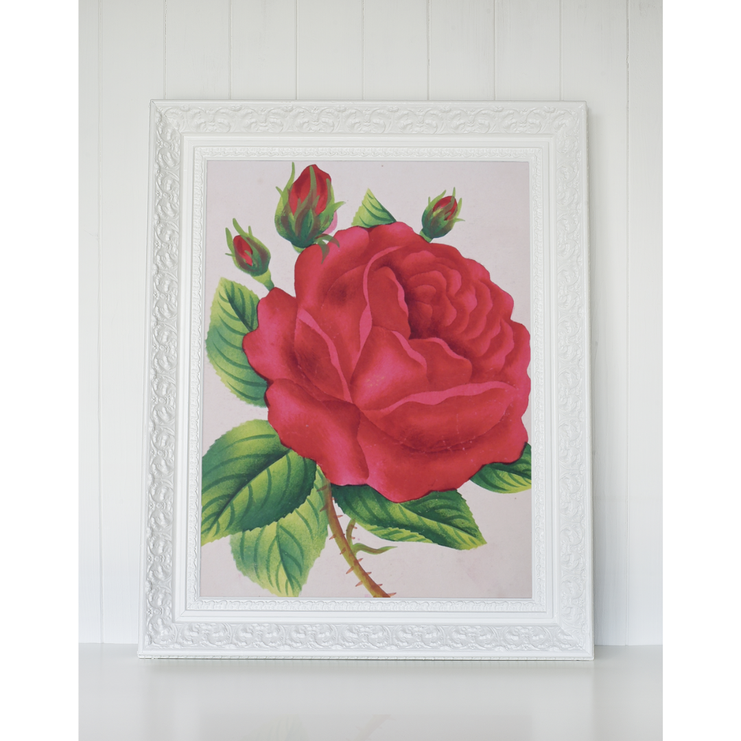 Red rose, rose, rose print, rose art, botanical print, flower print, vibrant, bright, bold, home decor, antique, bright red, Jacqueminot, for sale, Victoria Cooper Antique Prints