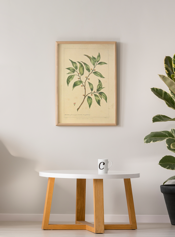 Botanical prints, framed botanical, print, greens, plants, design, interior decorating, ideas, natural wood, natural feel, natural wood frame, art, wall art, wall decor, Victoria Cooper Antique Prints