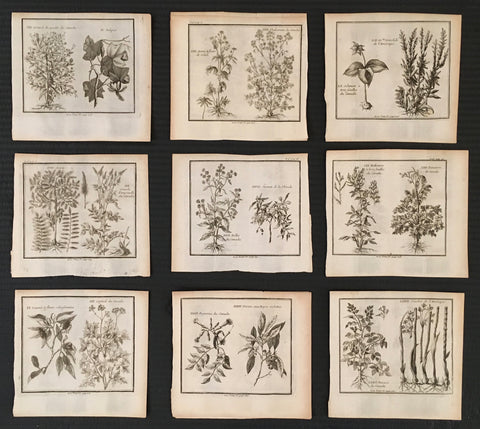 Botanicals, botanical prints, print set, black and white, traditional, classic, small, square, set of nine, for sale, decor, wall decor, wall art, artwork, original, antique, engraving, beautiful