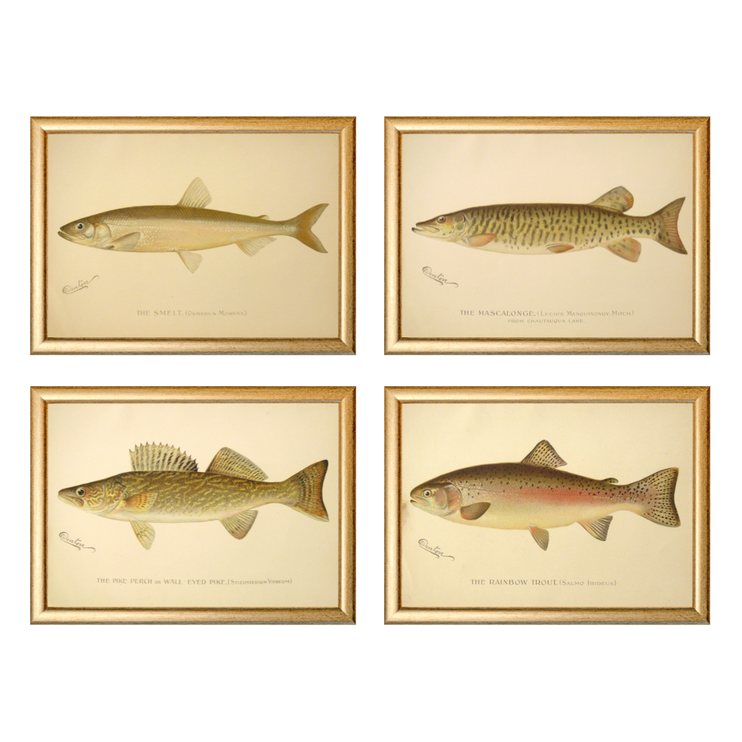 Original antique prints of fish by Denton for sale by Victoria Cooper Antique Prints