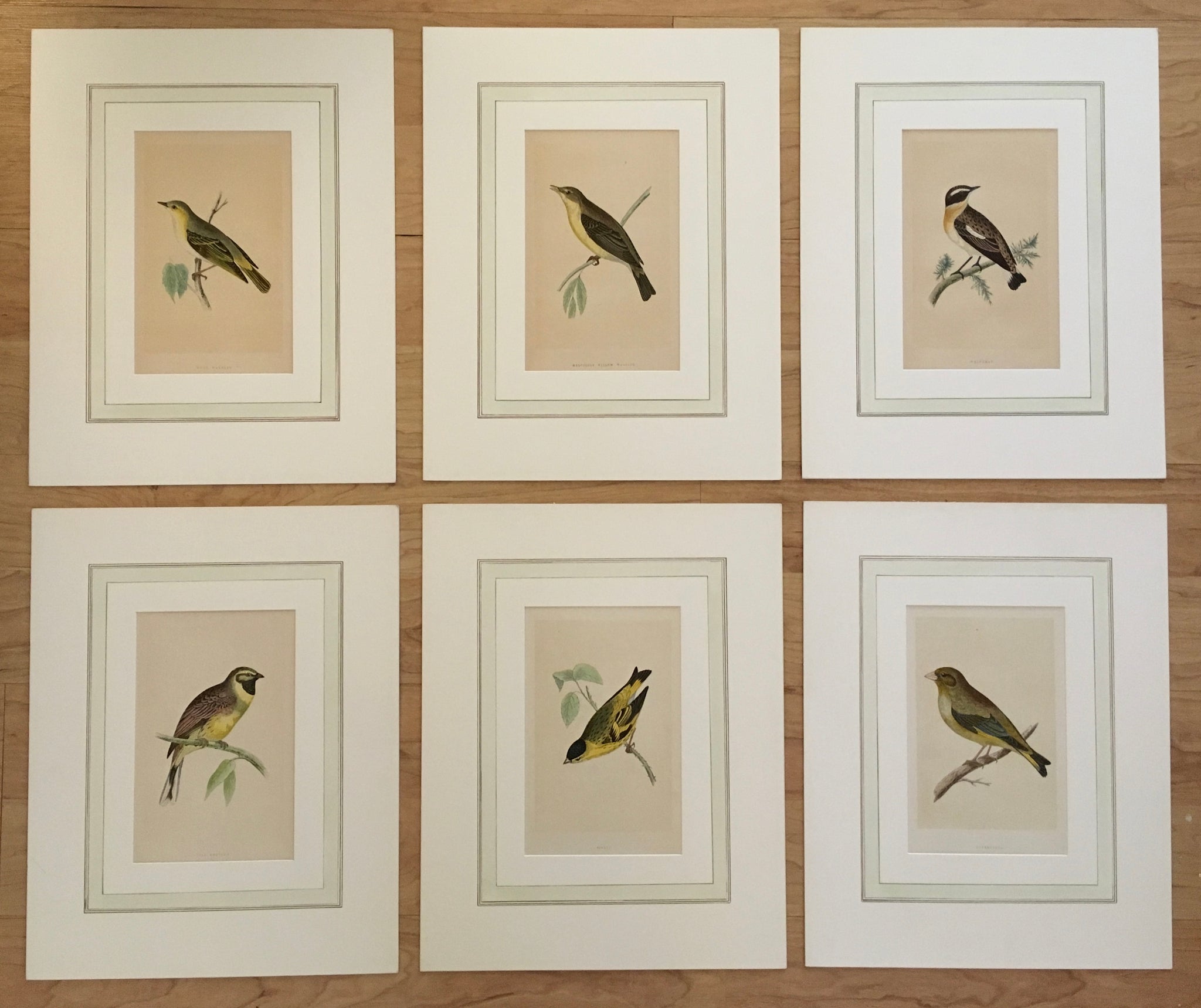 Bird prints, matted bird prints, print sets, for sale, elegant, engravings, original, antique prints, Victoria Cooper Anti