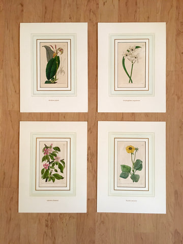 Botanicals, matted, beautiful matting, set of four, original, antique prints, antique botanicals, for sale, Victoria Cooper Antique Prints, artwork, decor, home decor, wall art