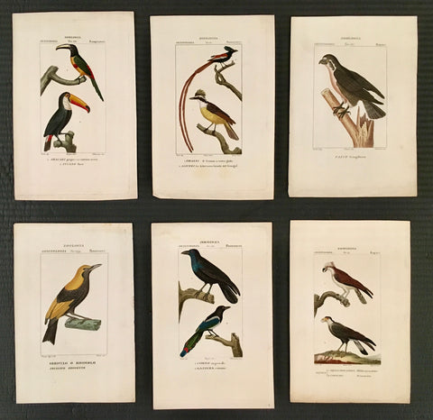 Birds, bird prints, bird, ornithology, home decor, wall decor, interior decor inspiration, gallery wall, interior design, wall art, artwork, for sale, bird art, elegant, colorful, traditional home decor, traditional decor, classic decor,