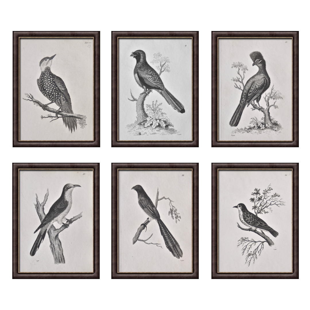 Original bird prints in black and white for sale by Victoria Cooper Antique Prints