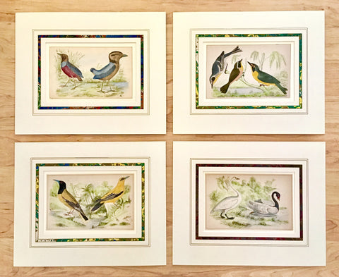 Birds, bird prints, Victoria Cooper Antique Prints, antique prints, old prints, paperwork, marbled matting, matting, marbling, bird decor, bird art, bird illustrations, print set, gallery wall art, gallery wall ideas, home decor ideas, traditional style, traditional decorating,