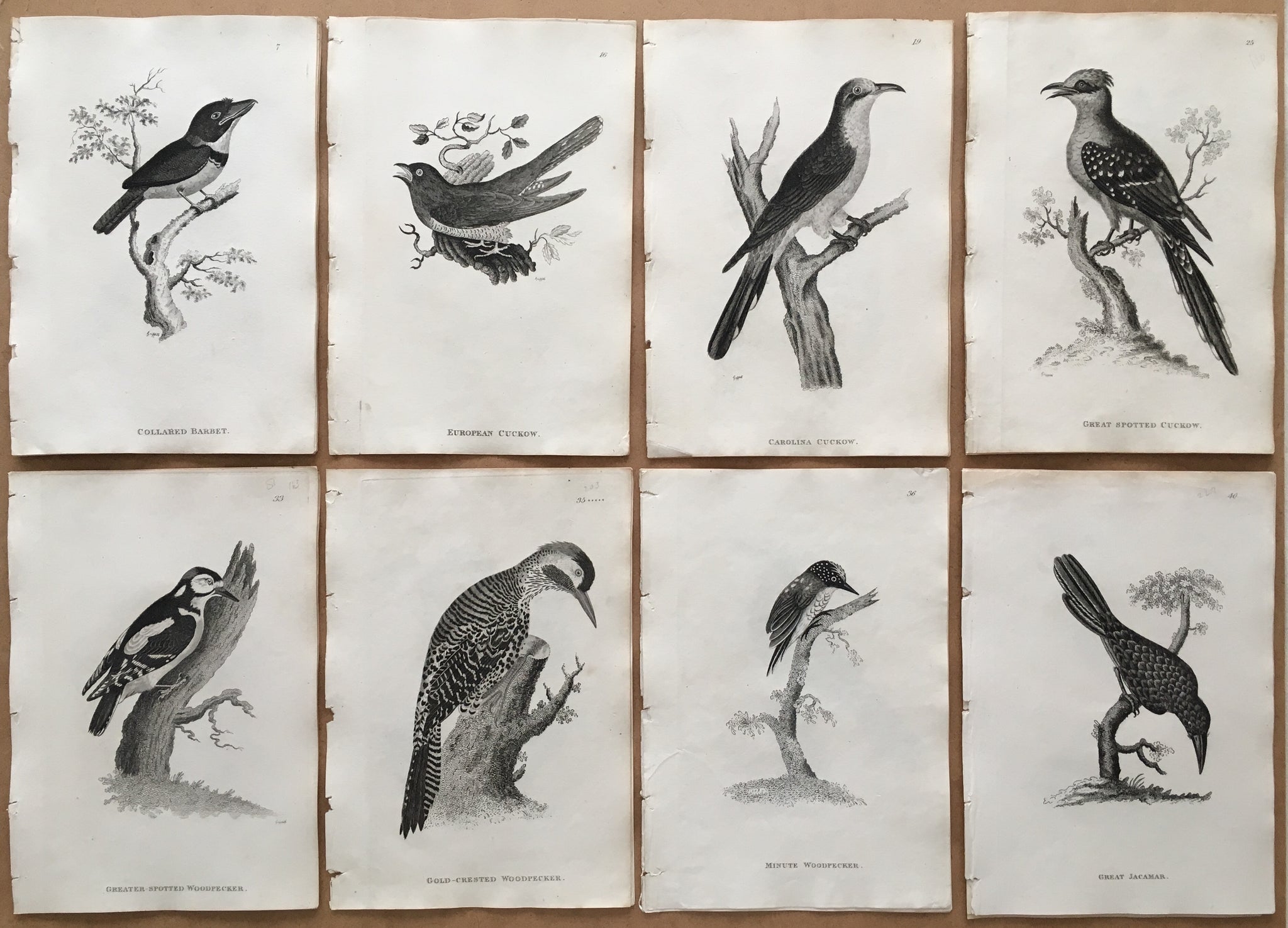 Black and white, birds, bird prints, for sale, decor, home decor, print sets, bird print set, eight prints, for sale, design, original, antique prints,