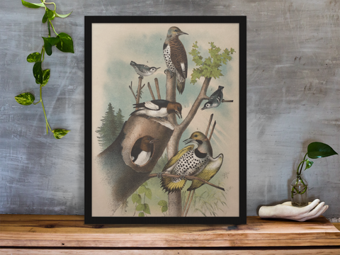 Birds, bird prints, bird decor, rustic, modern, contemporary, decor, traditional, old prints, for sale, home decor ideas, inspiration, design, artwork, wall art, earthy, natural decor