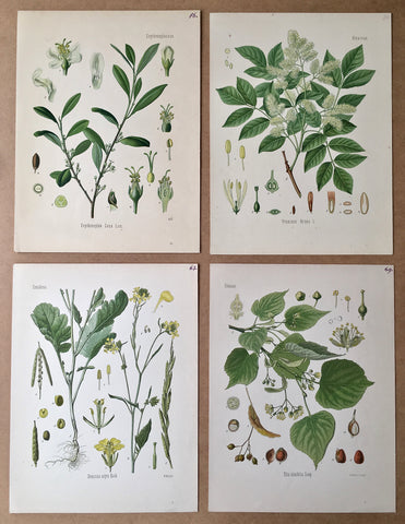 Greens, botanicals, botanical prints, botanical sets, leafy, leafy greens, set of four, four, original, antique prints, for sale, home decor, wall decor, traditional, guest room, powder room, bathroom, decor, art, artwork