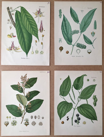 Leafy, greens, botanicals, botanical prints, antique prints, original, set of four, large sets, for sale, home decor, interior decor, Prints, engravings, pretty, traditional, art