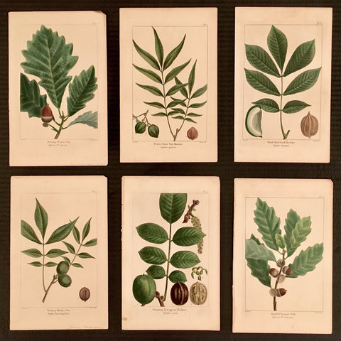 Botanical, botanical prints, print set, greens, earth tones, earthy, for sale, gallery wall, home decor, traditional, decor, wall decor, Victoria Cooper Antique Prints