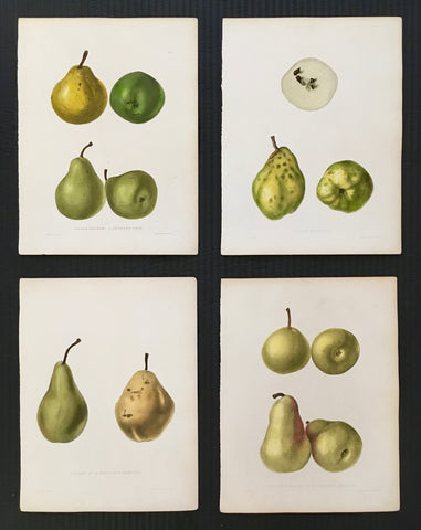 Pears, pear prints, print sets, print set, kitchen art, kitchen decor, wall decor, home decor, botanical prints, fruit, fruit art, cool, fruit prints, antique prints, old prints, original, unique, decor, design, engraving, colourful, green, greens, pretty, artistic, lovely