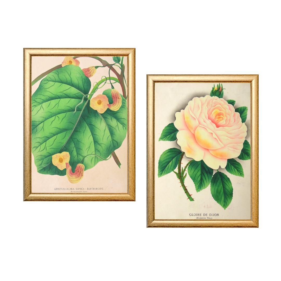 Prints, inspiration, Victoria Cooper Antique Prints, home decor, interior decor, traditional, botanical, prints, botanical prints, greens and yellows, yellows and greens, kitchen art, powder room art, bathroom art, bright, colorful, lively, for sale, gold frames, classic