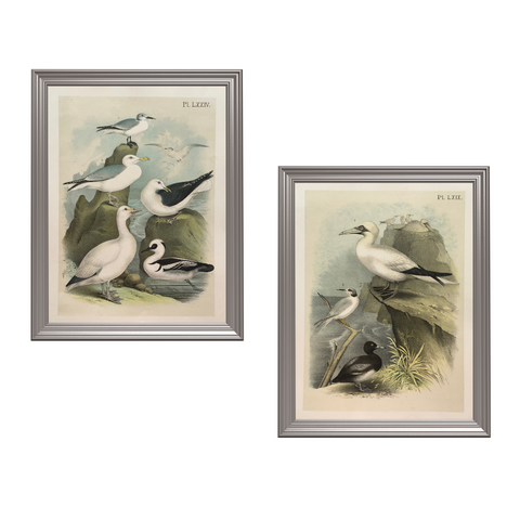 Original colourful antique prints of birds from Birds of North American from 1888 for sale by Victoria Cooper Antique Prints