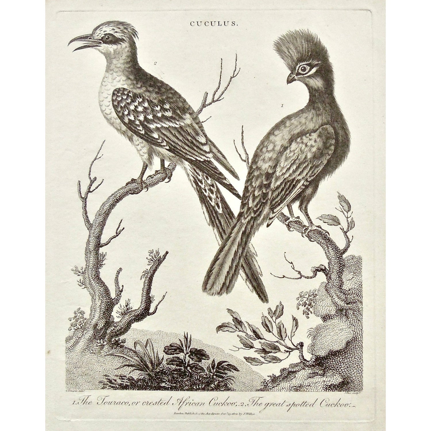 Cuculus, Touraco, Crested African Cuckoo, Crested, African, Cuckoo, Great spotted Cuckoo, Great spotted, bird, Birds, Ornithology, feathered heads, feathers, Universal Dictionary, Dictionary, Encyclopaedia Londinensis, Encyclopedia, London, Antique Print, Antique, Prints, Vintage, Vintage Art, Art, Wall art, Decor, wall decor, Home Decor, design, engraving, original, authentic, Collectors, Collectable, rare books, rare, book, printmaking, print, printers, John Wilkes, Wilkes, Adlard, Pass, 1802,