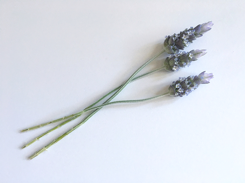 Lavender Cuttings