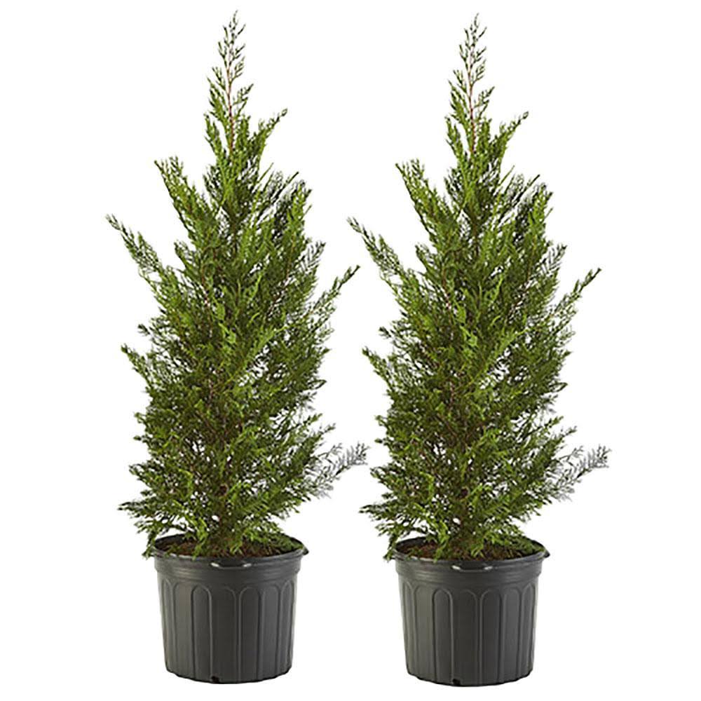2.25 gal. Leyland Cypress Evergreen Tree with Green Foliage (2-Pack)