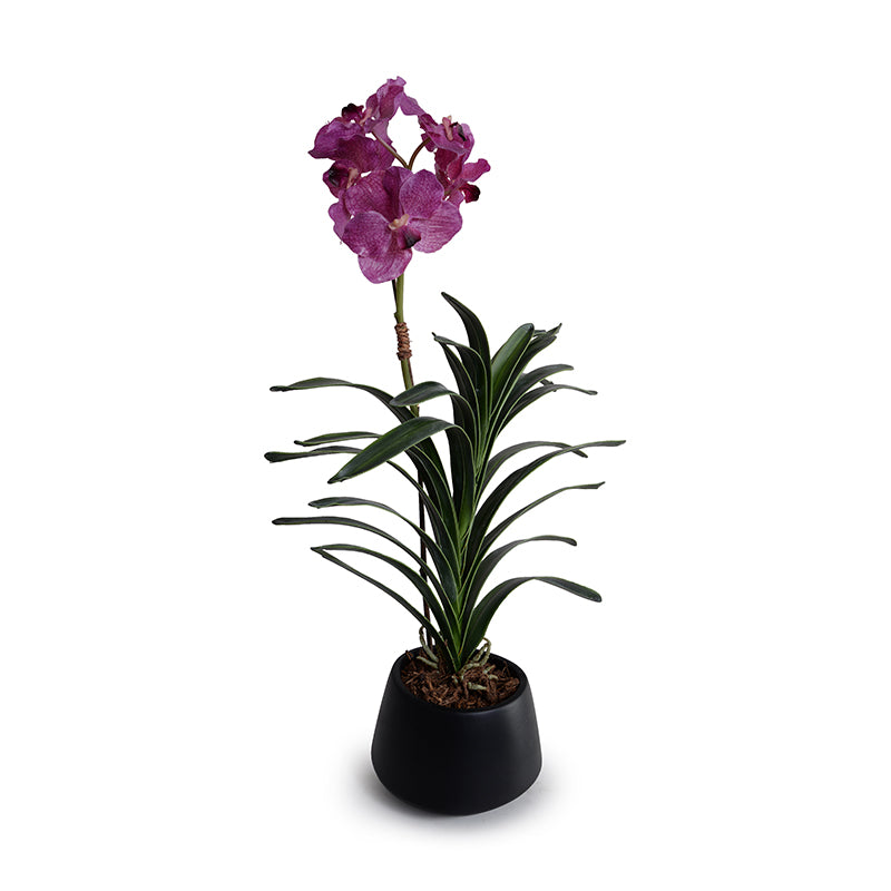 Vanda Orchid in Black Ceramic Vase, 27