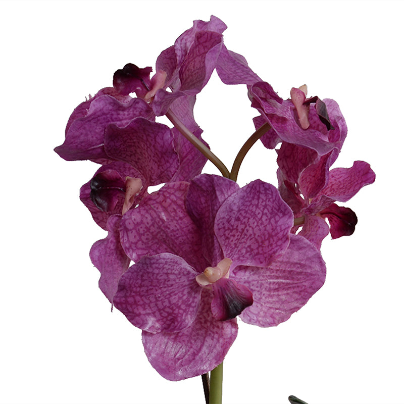 Vanda Orchid in Black Ceramic Vase, 27