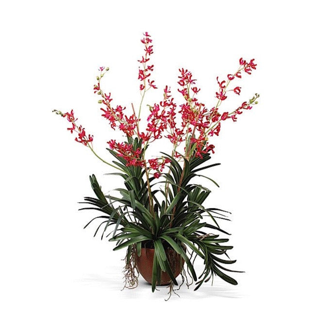 Vanda Orchid in Terracotta - Orange-fuchsia – New Growth Designs